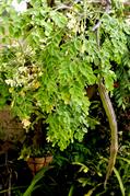 معرفی و راهنمای پرورش سبزی جات غیر برگی - درخت نعل اسب